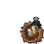 Jousting Eagle Baby