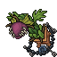 Dragon Plant