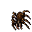 Tarantula